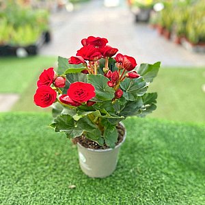 ביגוניה ורד ביגוניה ורד