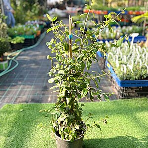 �� �����