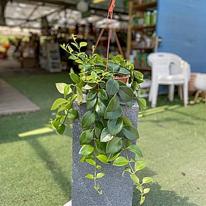 �������� ���� ���� ������