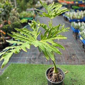 ���������� ����