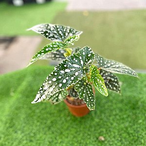 ביגוניה מקולטה ביגוניה מקולטה