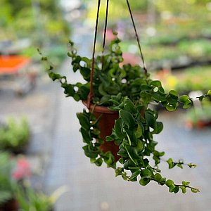 �������� ����