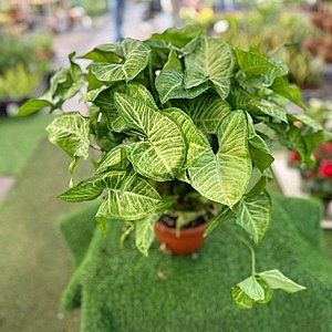 ��������� �� ���