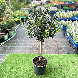 ��� ����� �� ���