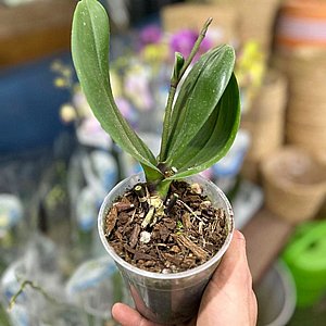 סחלב ללא פריחה להמשך גידול - עציץ 12 ס"מ סחלב ללא פריחה להמשך גידול - עציץ 12 ס"מ