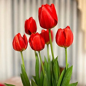 ����� ����� (������) ����