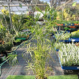 ���� ������