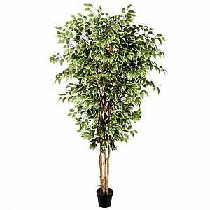 �� ����� ��� 1.8 ���