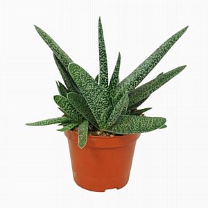 ������ - ���� �������� �������� ��������