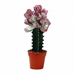 ������ �����