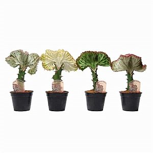 ������ ����� ����� 