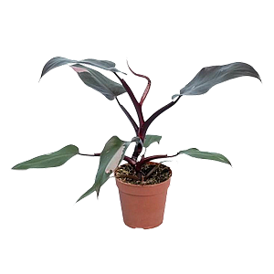 ���������� ���� ������