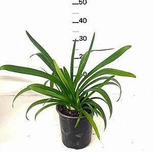 ������� - ����� ������