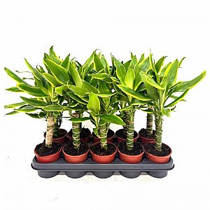 ����� ����� ���� �� ���