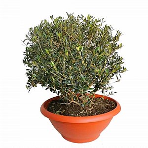 ��� ����� ��� �����