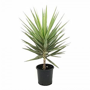 ���� ���� 