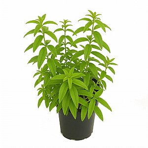 ������� ������ - ���� 18 - ��� ������ �����