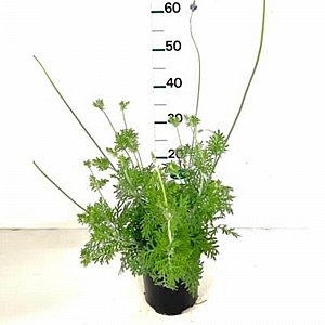 ����� - ���� 18 - ����� ����� ������ �����