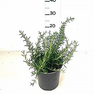 ������� - ���� 18 - ����� ������