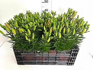 ליליום (שושן) ליליום (שושן)