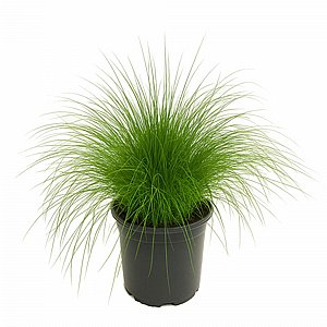 ����� - �������