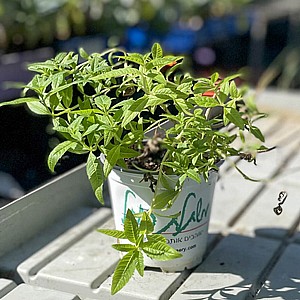 ���� ������� ������