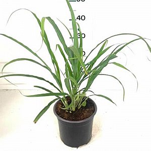 ��� ����� - ���� 18 - ����� �����