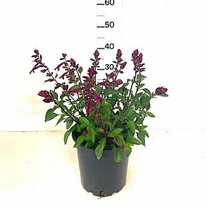 ����� ���� - ����� �����/����� ������ ����� ���