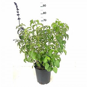 ����� ������� - ����� ���� ���� ������ ������