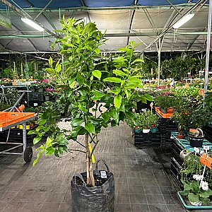 ����� ������