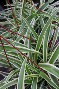 ���� ��� ��� ����� ������