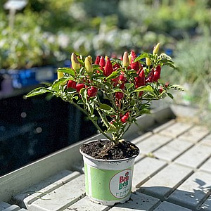 ���� ���� ����� ������ �����