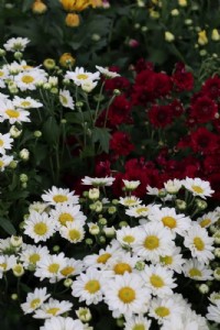 חרציות חרציות