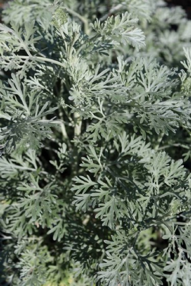 ���� - ���� ������