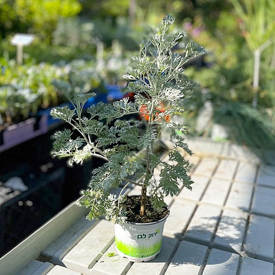 ���� ����