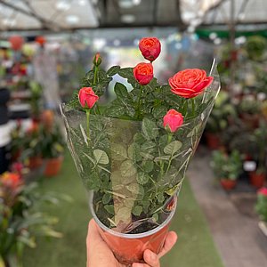 ורד ענבר ורד ענבר