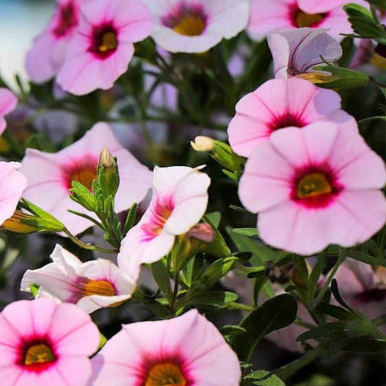 ������ ���� ����� (Calibrachoa) 