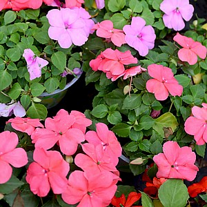 בשמת - צילום תקריב בשמת - צילום תקריב