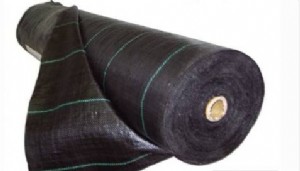 ����� ����