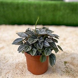 ������� ������