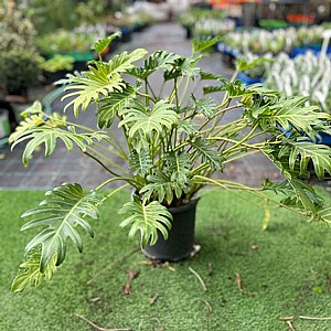 ��������� ����� �����