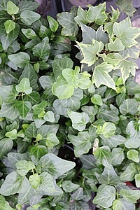  ����� ��� ���