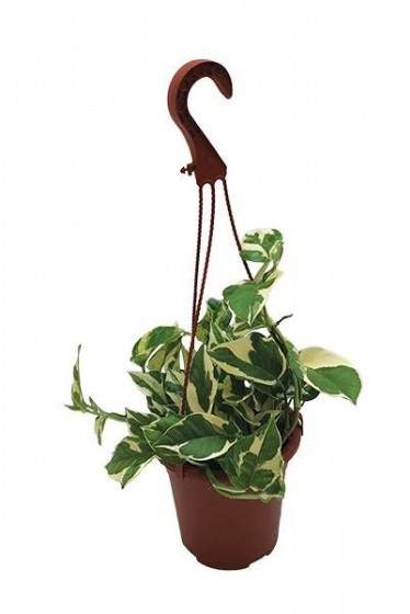 ����� ����� �����