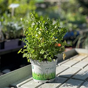 ���� ������