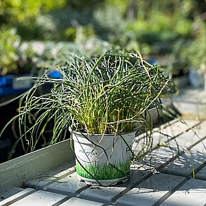 ��� ����� (����� �����)