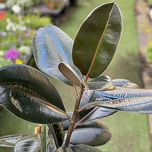 ����� ����