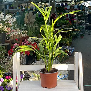 ��� �����