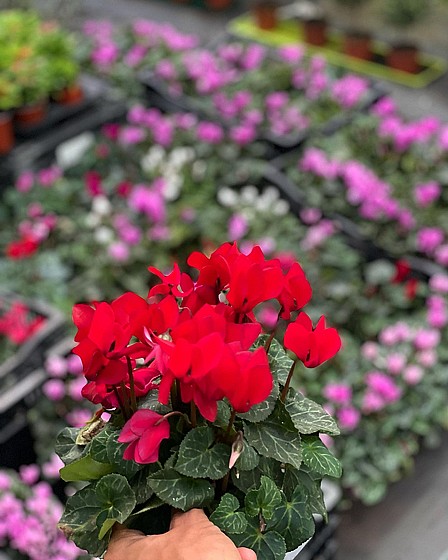 ���� �����