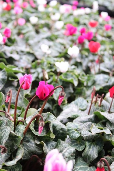 ���� �����