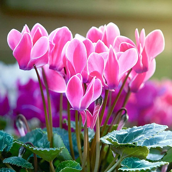 ���� �����